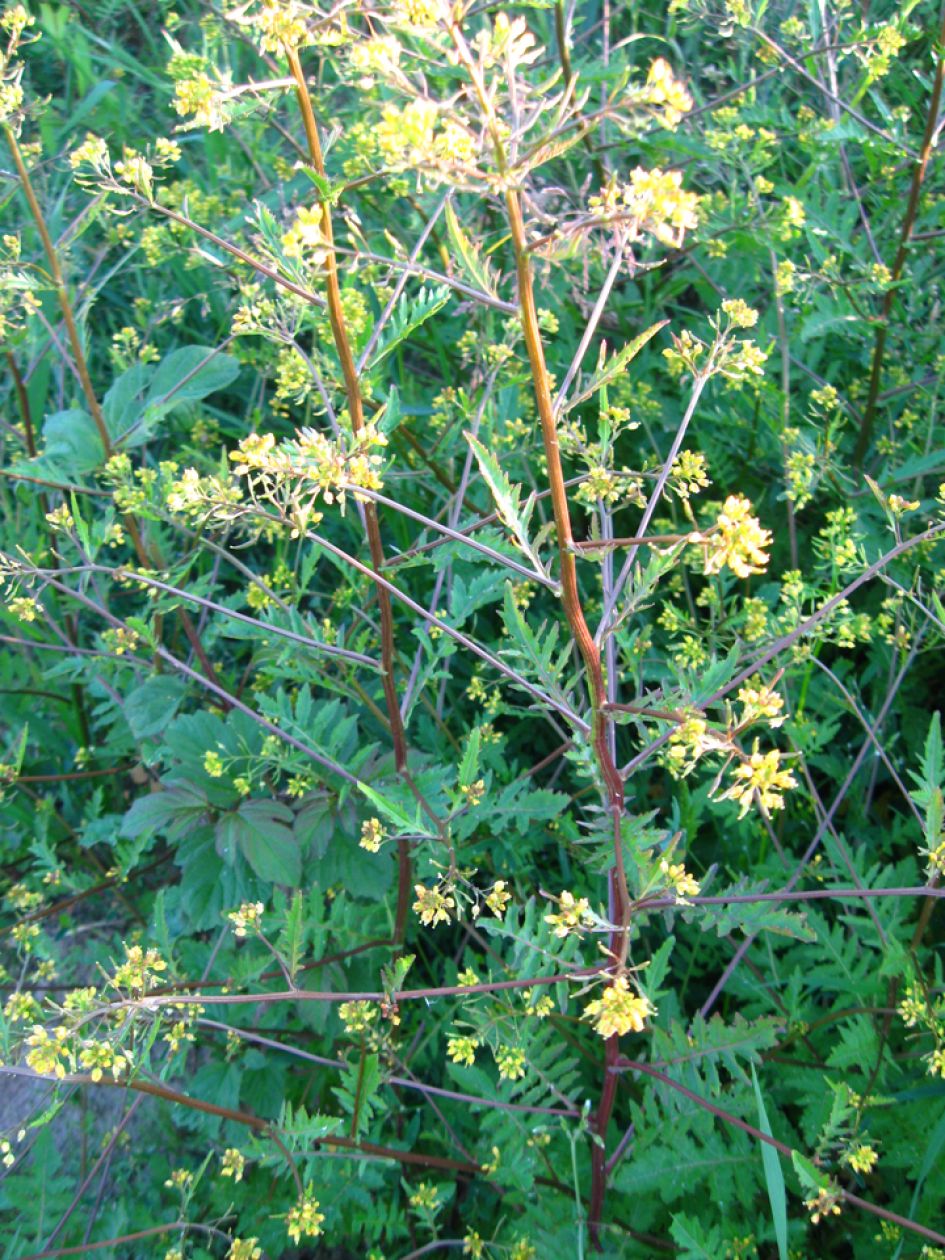 Detail Plant zie mijn vorige vraag